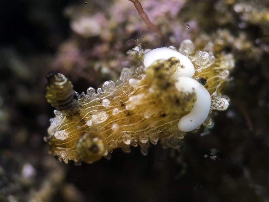Polycera sp. 6